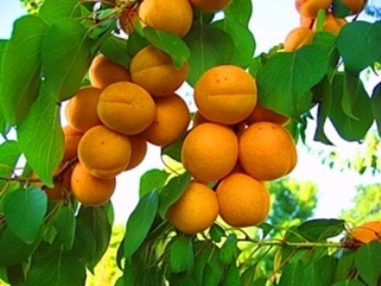 Персональный сайт - саженцы абрикоса